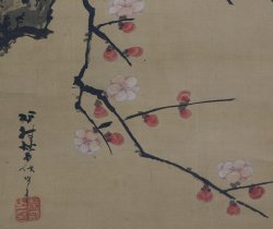 Taka blossoms Gyomiso 1700