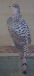 Taka Edo falconry 1750