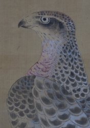 Taka Edo falconry 1750