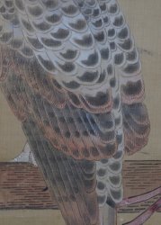 Taka Edo falconry 1750