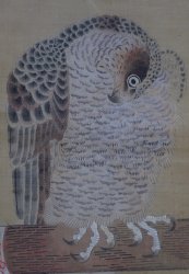 Taka falconry art 1750