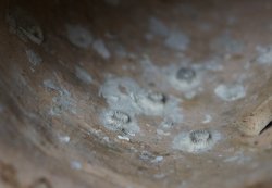 Takotsubo Minimalsit 1700