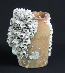 Takotsubo octopus 1800 Edo vase