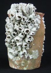 Takotsubo octopus 1800 Edo vase