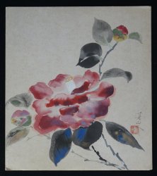 Tsubaki camellia 1980