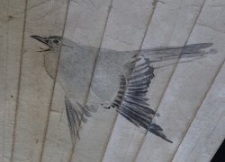 Ume spring bird 1800