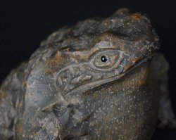 Wabisabi frog 1900