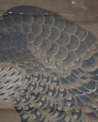 Washi eagle and fox 1700