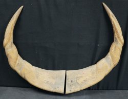 water buffalo horns dragon 1950