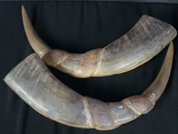 water buffalo horns dragon 1950